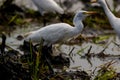 TheÃÂ cattle egretÃÂ - Bubulcus ibis